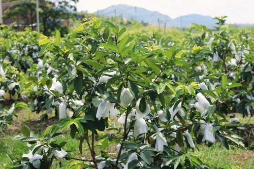 番石榴种植信息，番石榴种植条件和区域