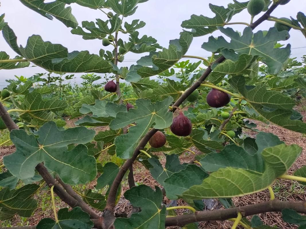 无花果种植可以用草木灰，无花果种植可以用草木灰吗