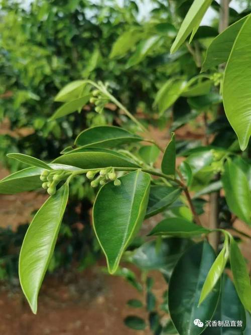 沉香树的种植方法，沉香树的种植方法的需要什么