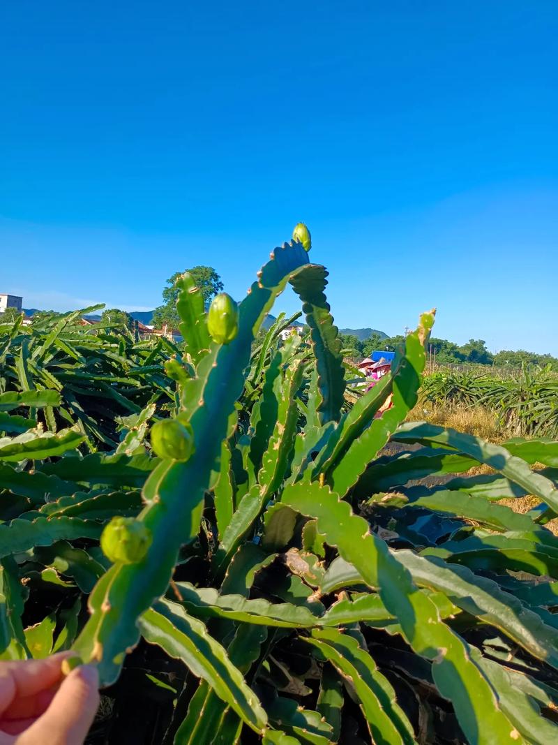 霸王花种植方法，霸王花种植方法视频