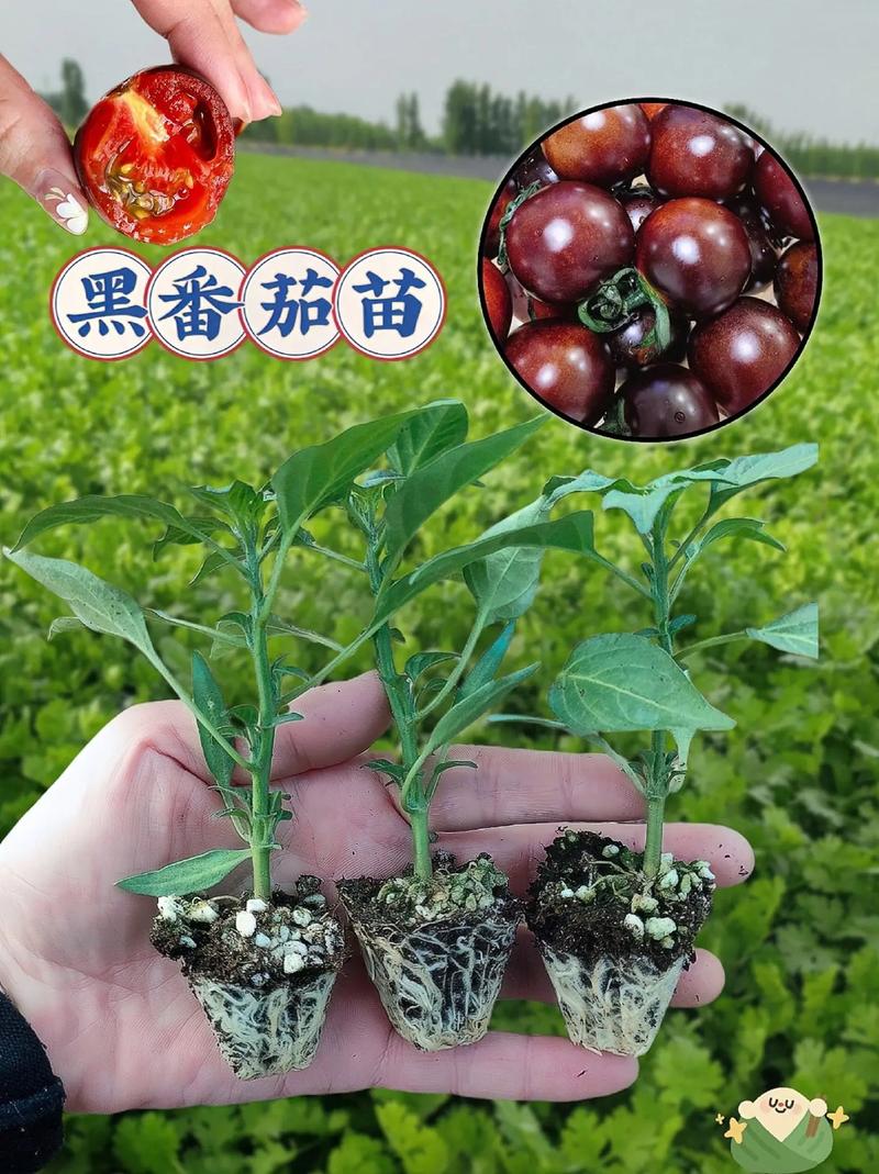 黑蕃茄种植信息与技术研究-黑番茄种植技术8个层次