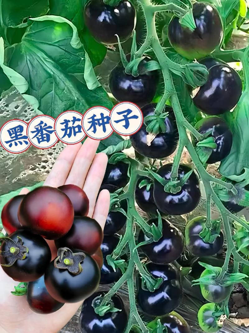 黑蕃茄种植信息与技术研究-黑番茄种植技术8个层次