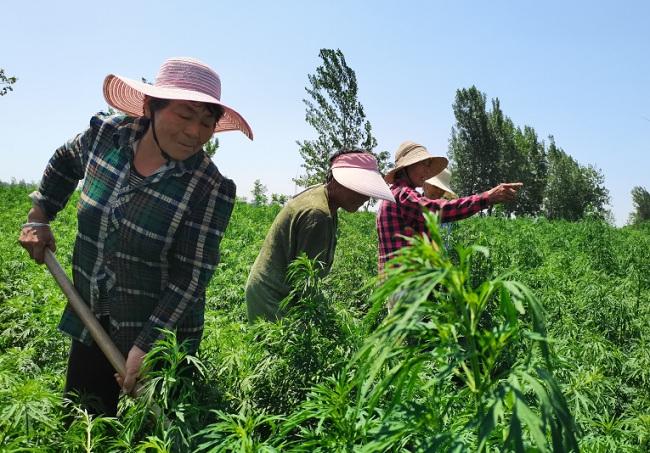 益母草的种植方法，益母草的种植方法视频三农