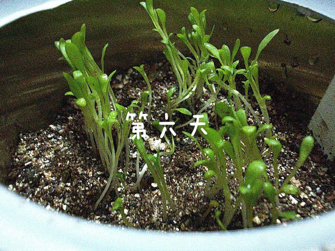 金钱菊种植方法，金钱菊种植方法时间