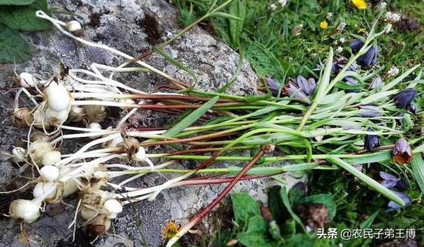 平贝种植信息，平贝种植前景如何