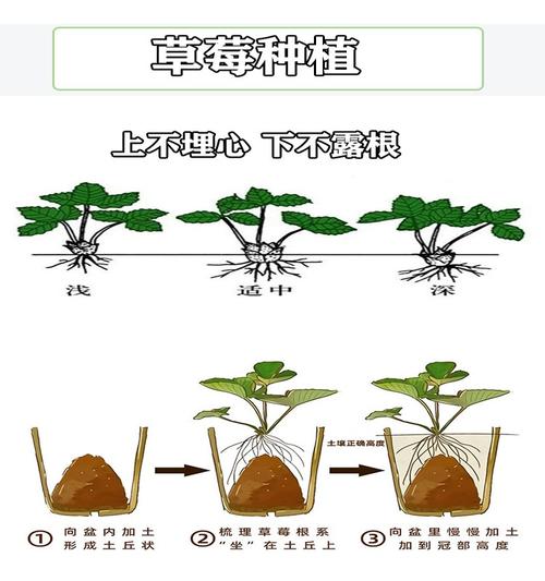 草莓秧的种植方法，草莓秧的种植方法和技术