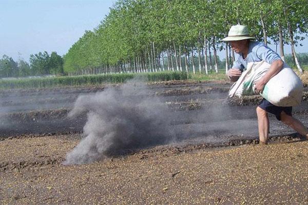 青山区名贵草木种植常见问题，草木品种