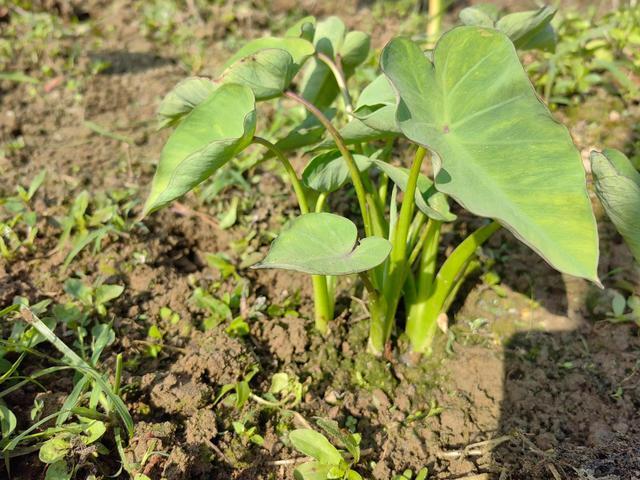 芋头如何种植方法，芋头如何种植方法视频