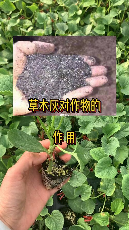 全部用草木灰能种植葡萄吗，全部用草木灰能种植葡萄吗视频