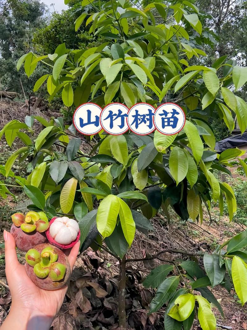 山竹盆栽种植方法，山竹盆栽种植方法图片