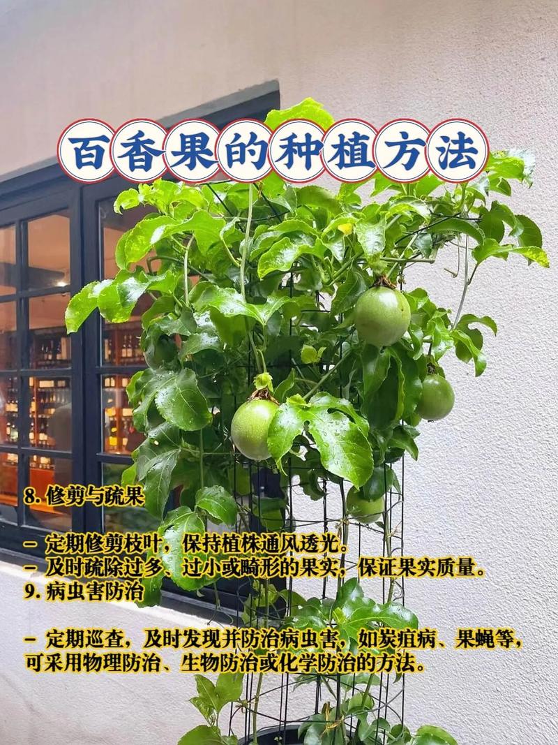 春天种植百香果的方法-春天种的百香果什么时候采摘