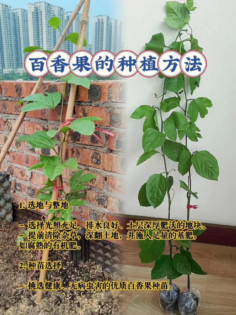 春天种植百香果的方法-春天种的百香果什么时候采摘