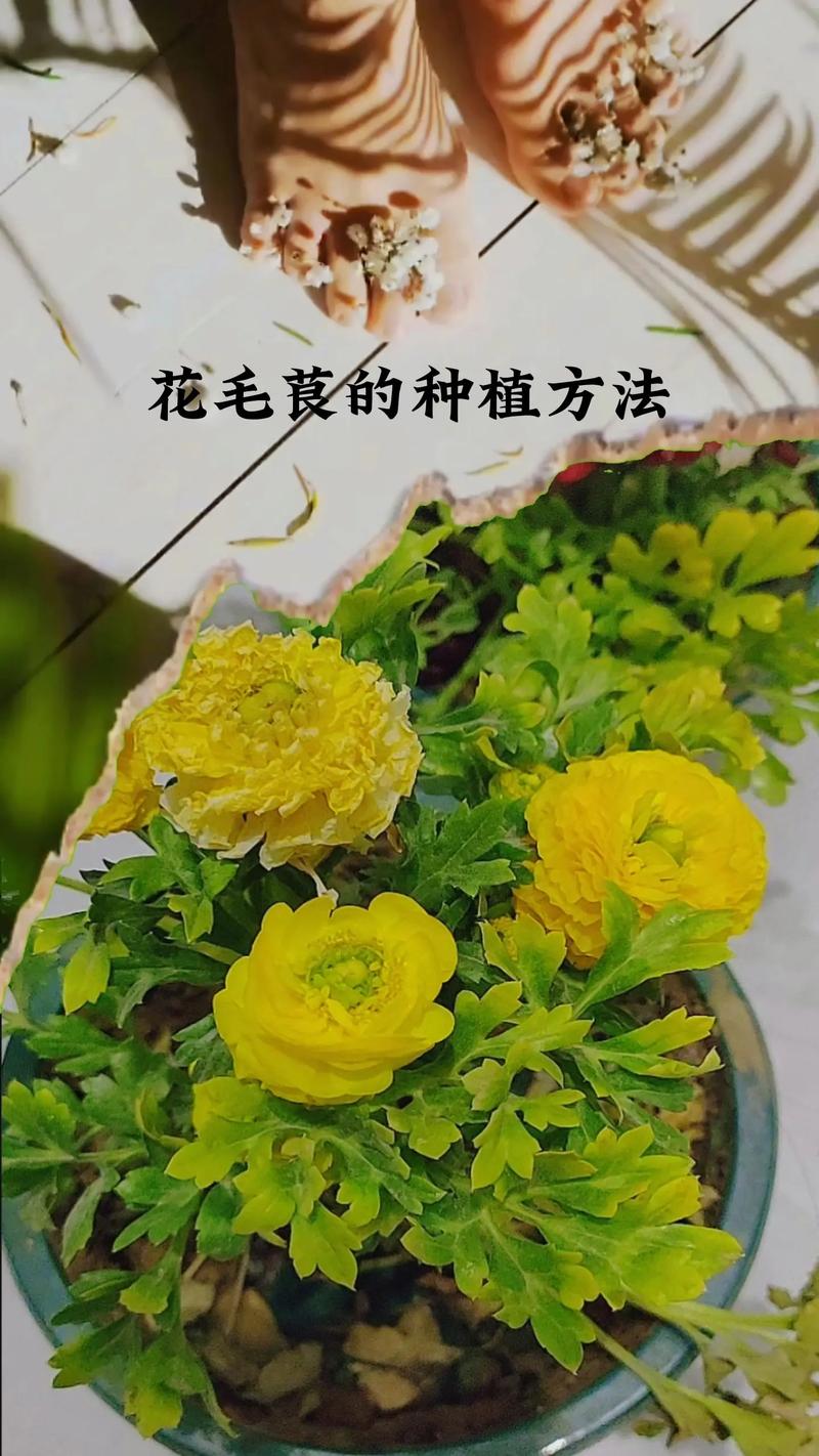 花毛莨养殖方法，花毛莨养殖方法视频