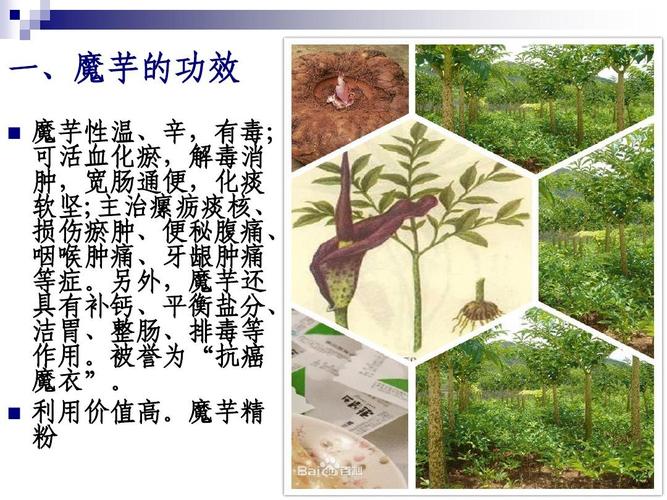 魔芋的种植方法和时间，魔芋的种植方法和时间视频