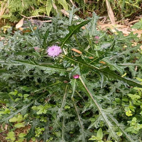 马刺根种植方法，马刺根种植方法视频