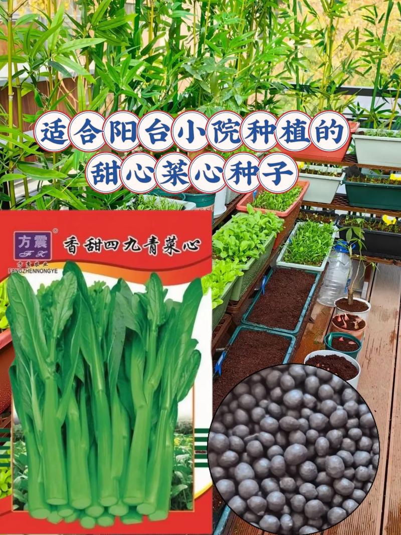 甜菜种植信息，甜菜种植信息查询