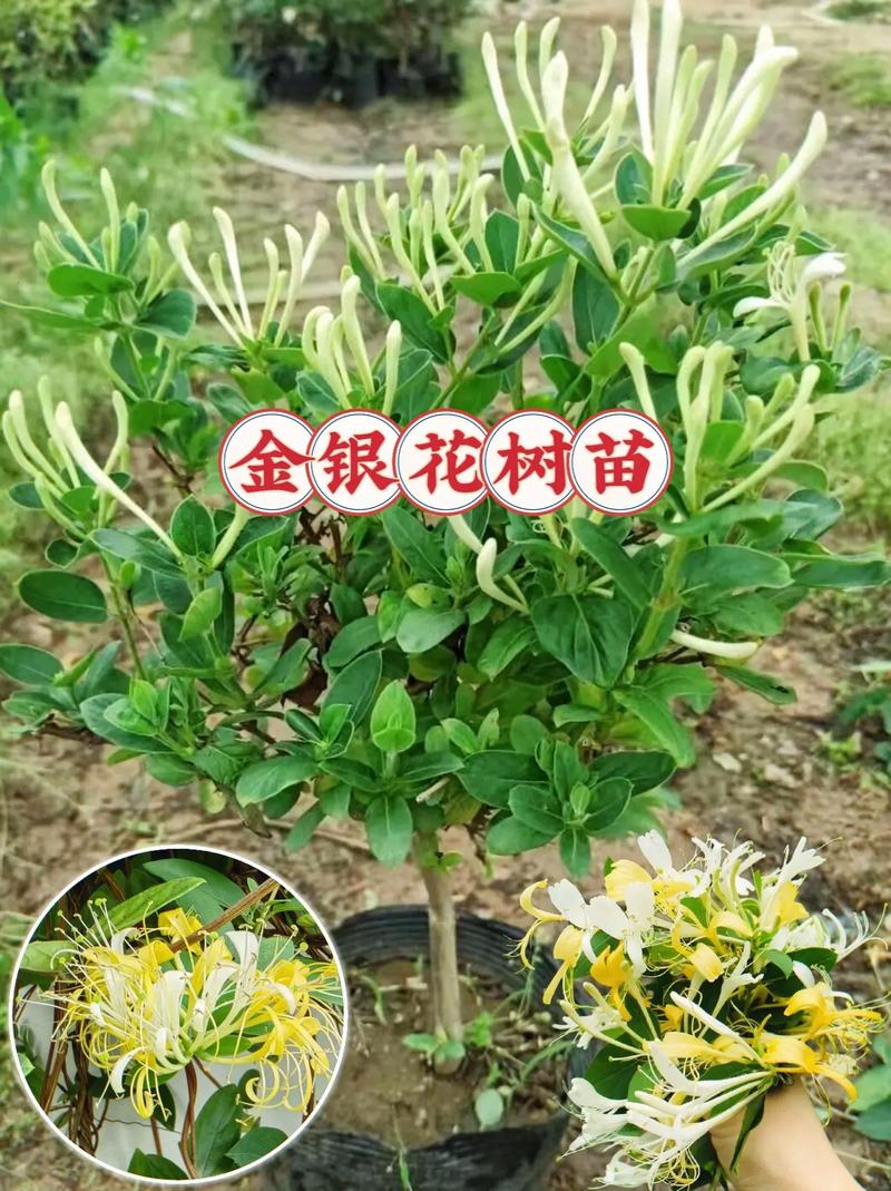 盆栽金银花的种植方法，盆栽金银花的种植方法和注意事项