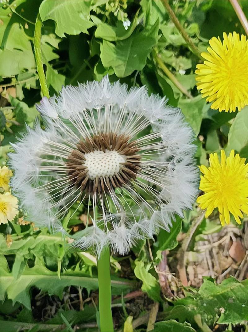 蒲公英种植方法种子-蒲公英种子的种植方法