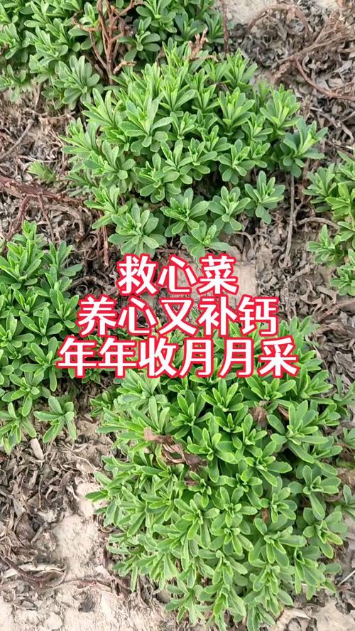 救心菜的种植方法，救心菜的种植方法和时间