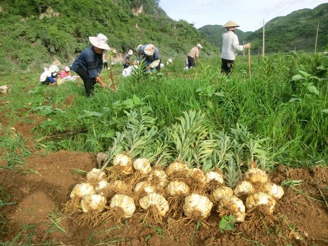 百合花用草木灰种植好吗，百合花用草木灰种植好吗视频