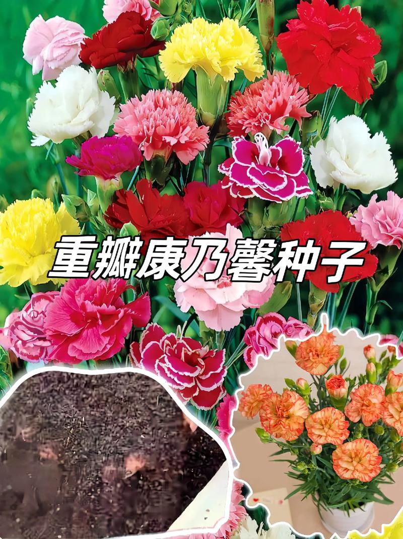 康乃馨种植方法和时间，康乃馨种植方法和时间图片