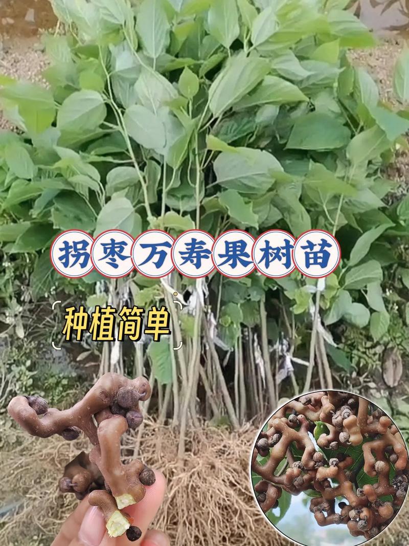 拐枣树的种植方法，拐枣树的种植方法和技术