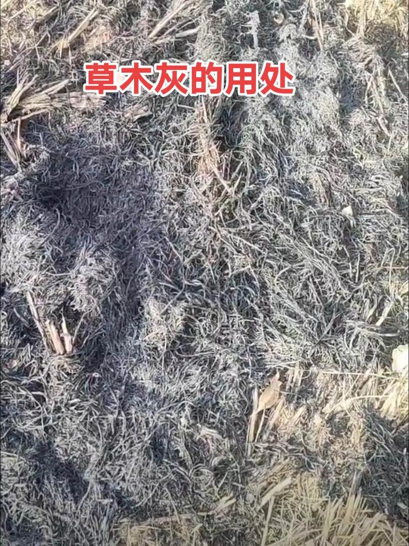 草木灰掺园土可以种植兰草吗，草木灰掺园土可以种植兰草吗有毒吗