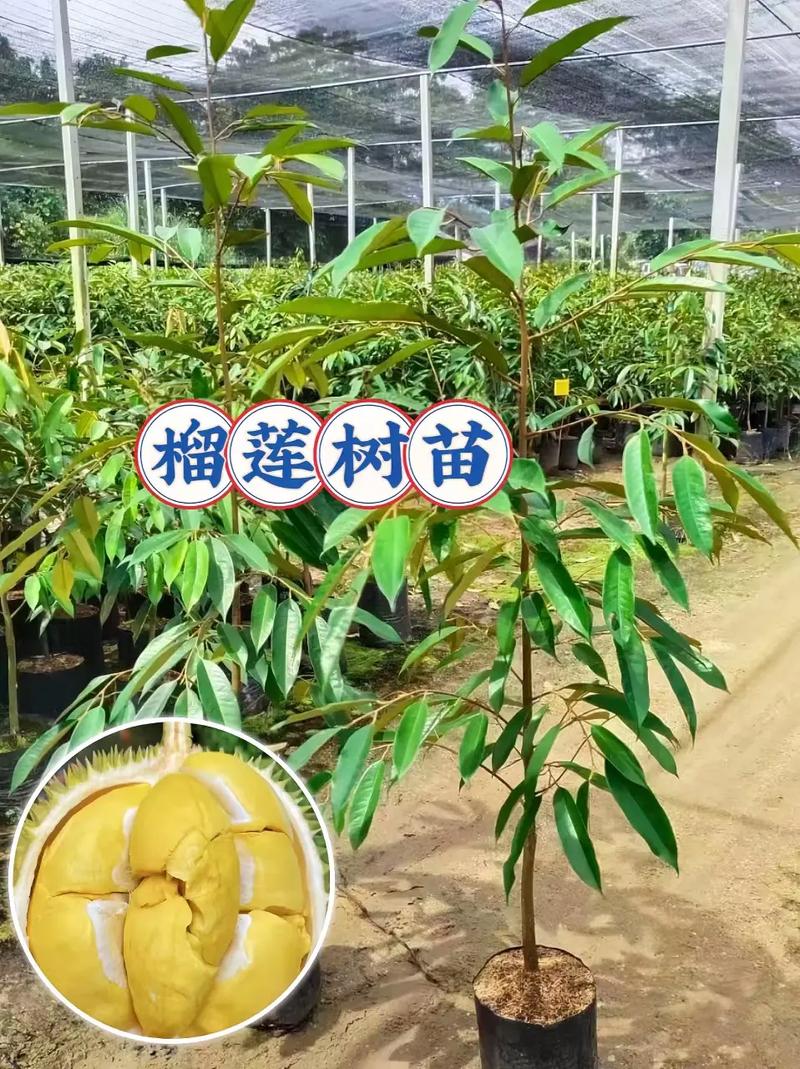 石榴树苗的种植方法，石榴树苗的种植方法视频