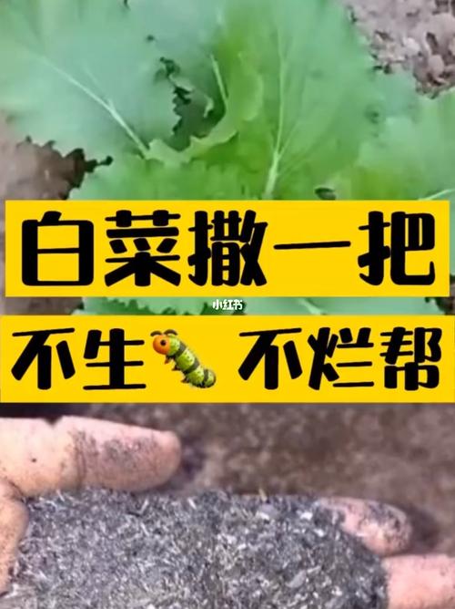 大白菜种植方法放草木灰，大白菜种植方法放草木灰可以吗