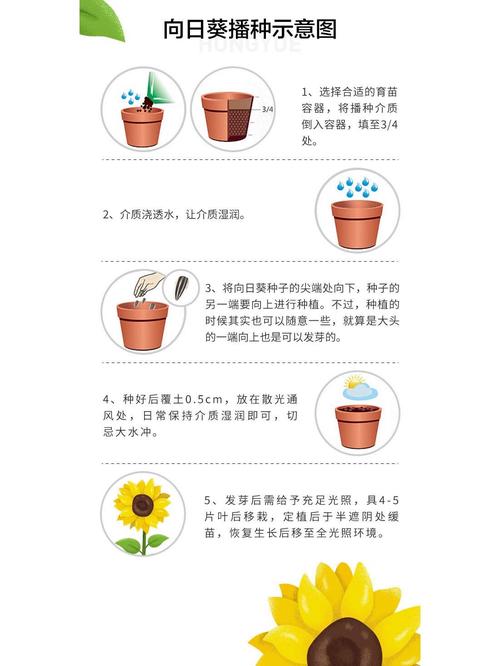 矮向日葵种子种植方法，矮向日葵种子种植方法步骤