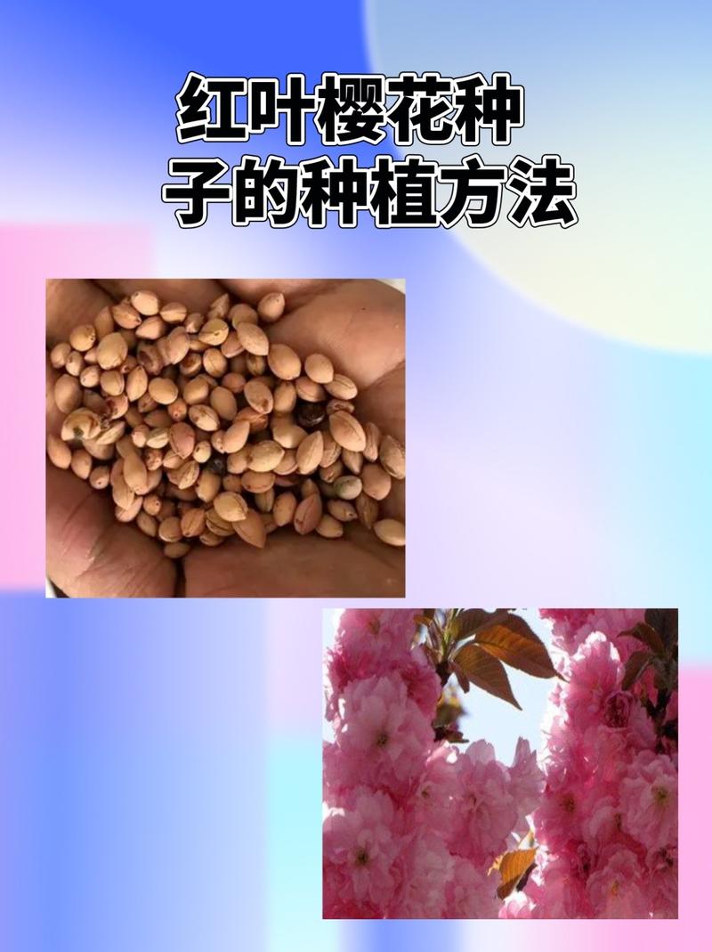 樱花种子种植方法，樱花种子种植方法和时间