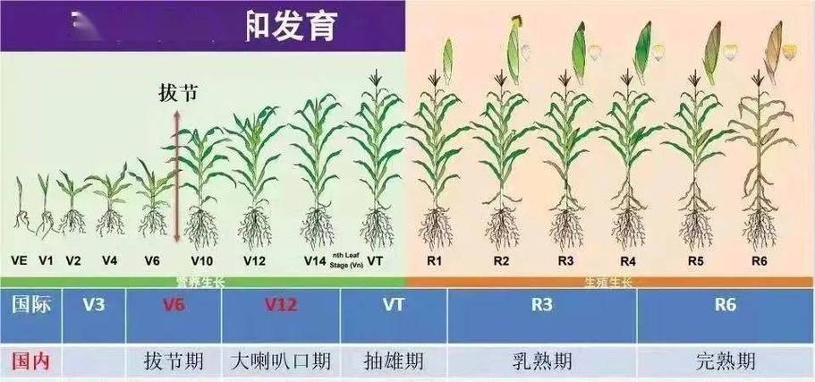 甜玉米种植时间和方法，甜玉米种植时间和方法和过程