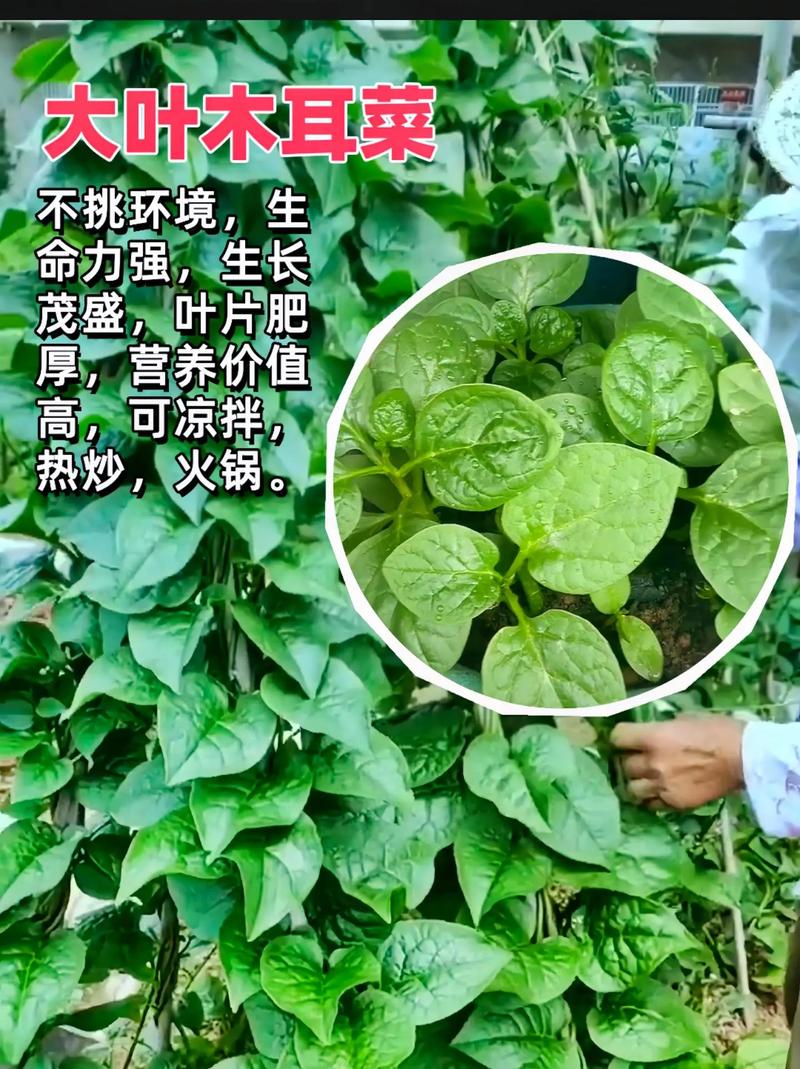 大叶木耳菜种植方法，大叶木耳菜种植方法和时间