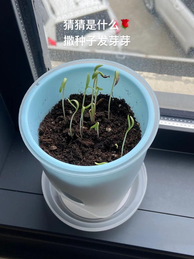 波斯菊种植方法和时间，波斯菊种植方法和时间图片