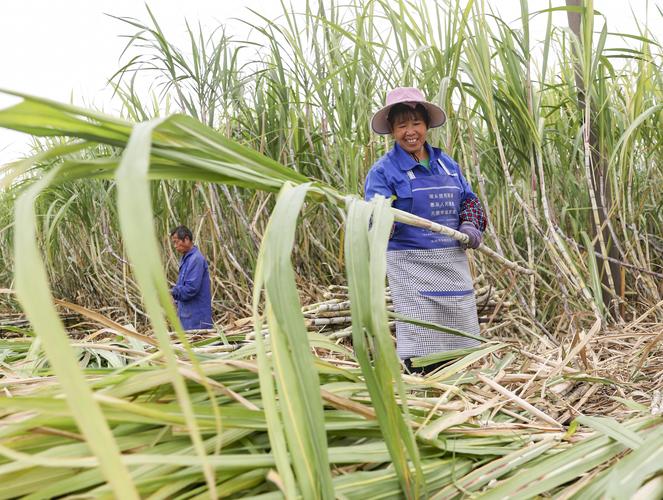 广西地皮种植信息，广西地皮种植信息查询