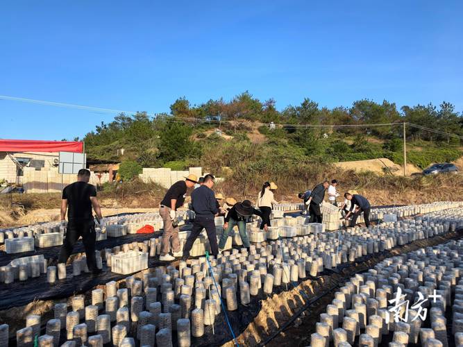 陕西木耳种植方法-陕西汉中木耳基地