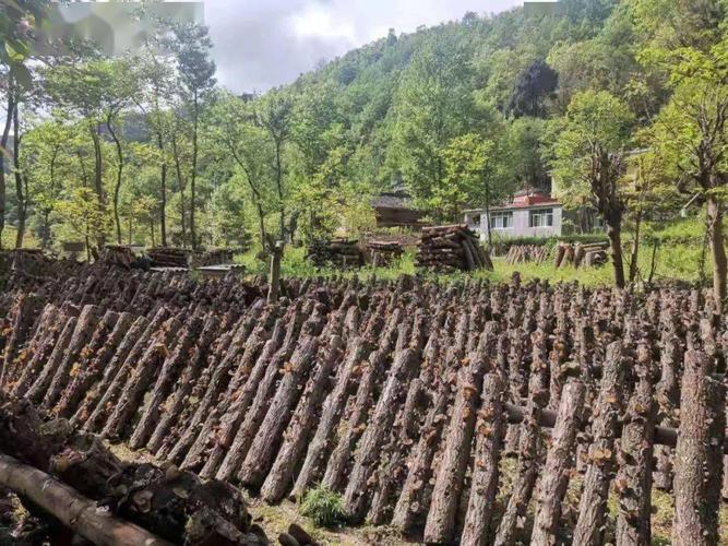 陕西木耳种植方法-陕西汉中木耳基地