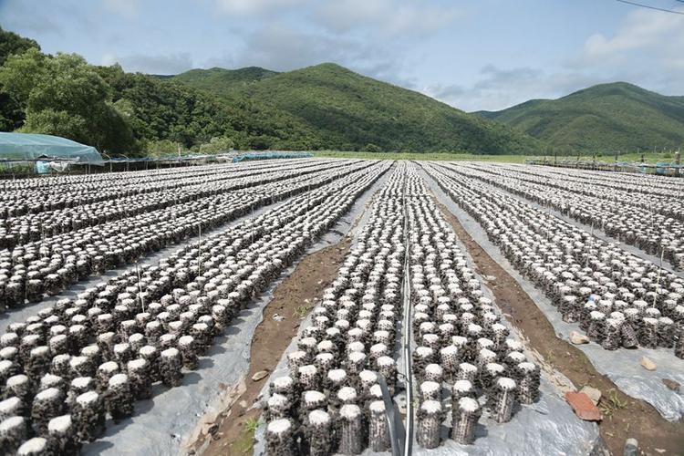 陕西木耳种植方法-陕西汉中木耳基地