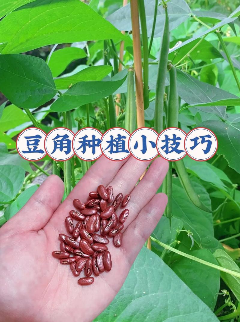 家庭种植豆角方法-怎样种植豆角?