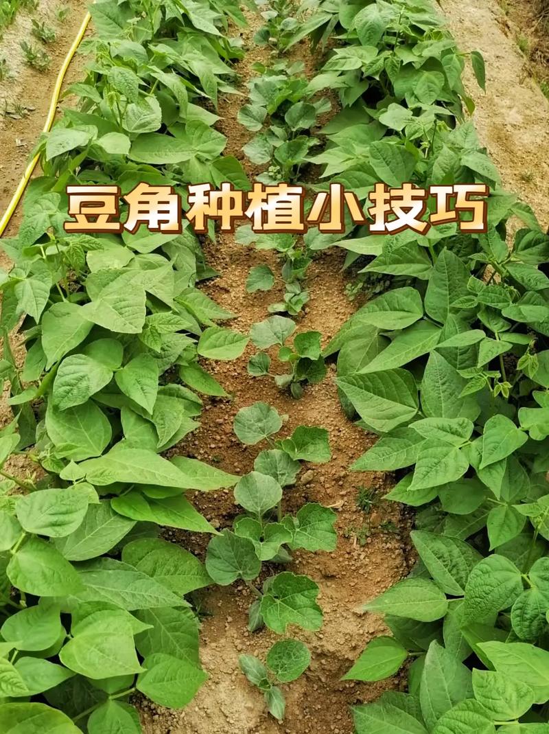 家庭种植豆角方法-怎样种植豆角?