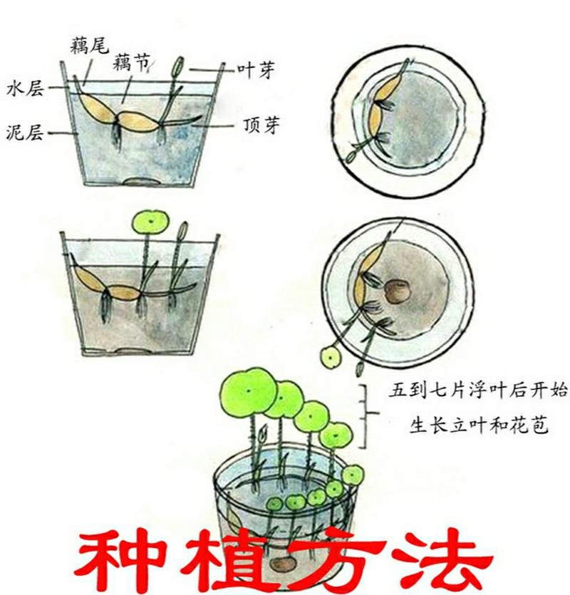 迷你睡莲的种植方法，迷你睡莲的种植方法和注意事项