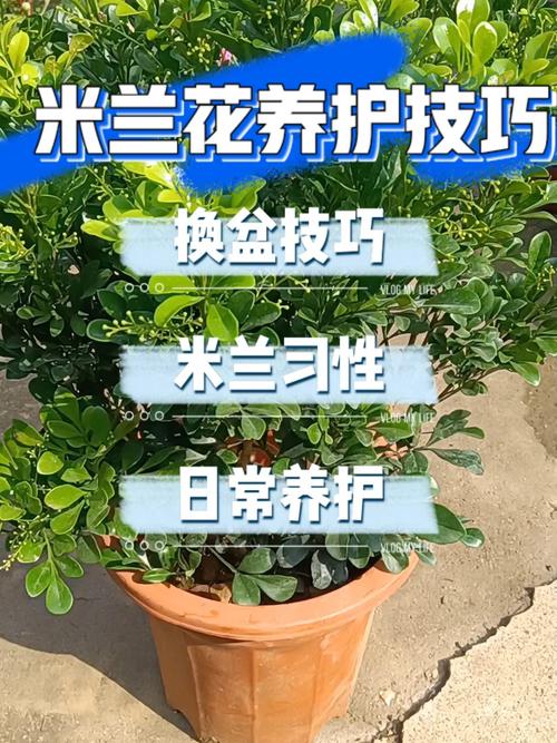 米兰种植方法和注意事项，米兰种植方法和注意事项视频