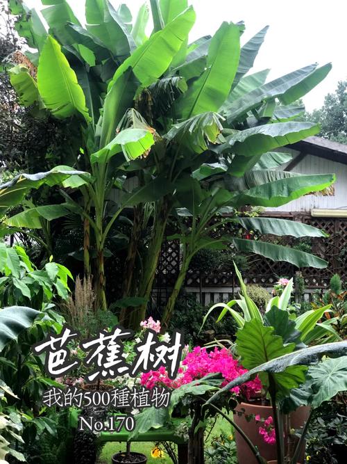 芭蕉树种植方法及时间温度-芭蕉树怎么栽