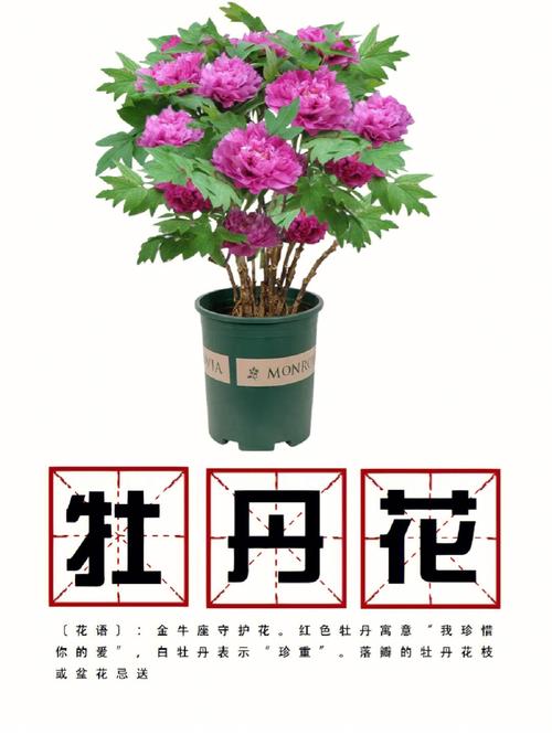 牡丹花的种植方法及养护，盆栽牡丹花的种植方法及养护