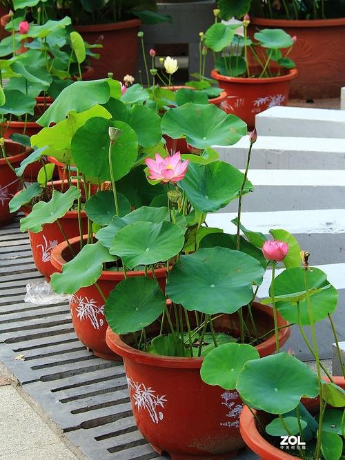 盆景荷花种植方法，盆景荷花种植方法视频