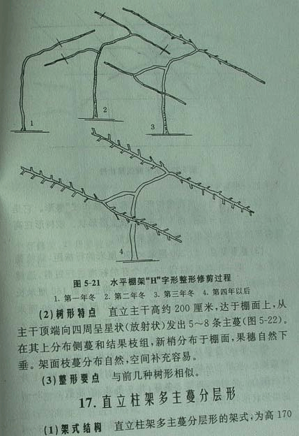 单株葡萄种植方法-单杆葡萄的修剪