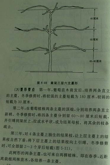 单株葡萄种植方法-单杆葡萄的修剪